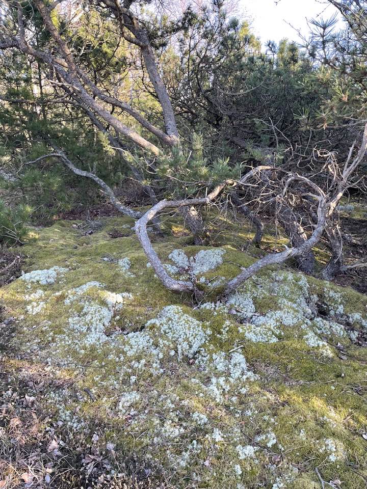 Stemningsbillede fra Tanternes Hus